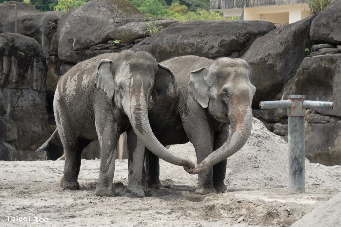 亞洲象、非洲象世紀當鄰居！友愷友信搬新家，與千惠展開暖心初見面